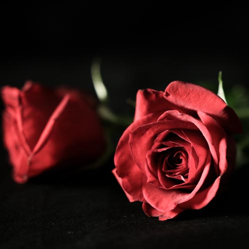 Red roses representing Flamenco music